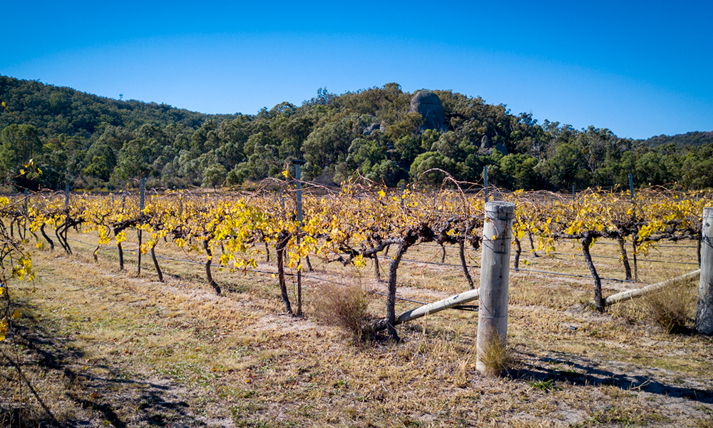 Winery in the granite belt, Australia