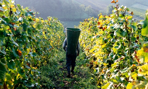 Person in vineyard with collection backpack